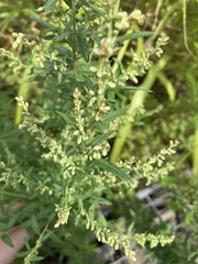Artemisia princeps