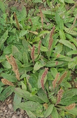 Plantago depressa