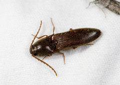 Megapenthes insignis