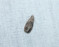 Cochylina