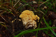 Ramaria