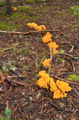 Ramaria