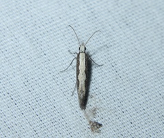 Plutella xylostella