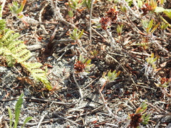 Polygonum paronychia