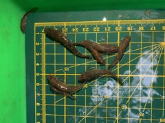 Rhinogobius candidianus