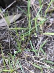Scleromitrion brachypodum