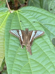 Lamproptera curius