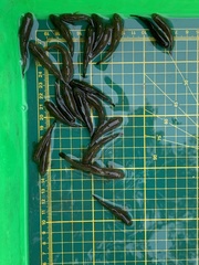 Rhinogobius candidianus