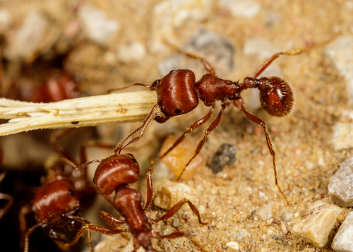 Red Harvester Ant photo 4