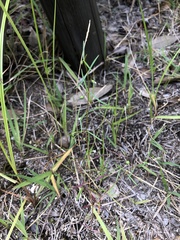 Scleromitrion brachypodum