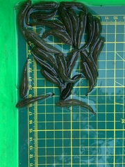 Rhinogobius candidianus