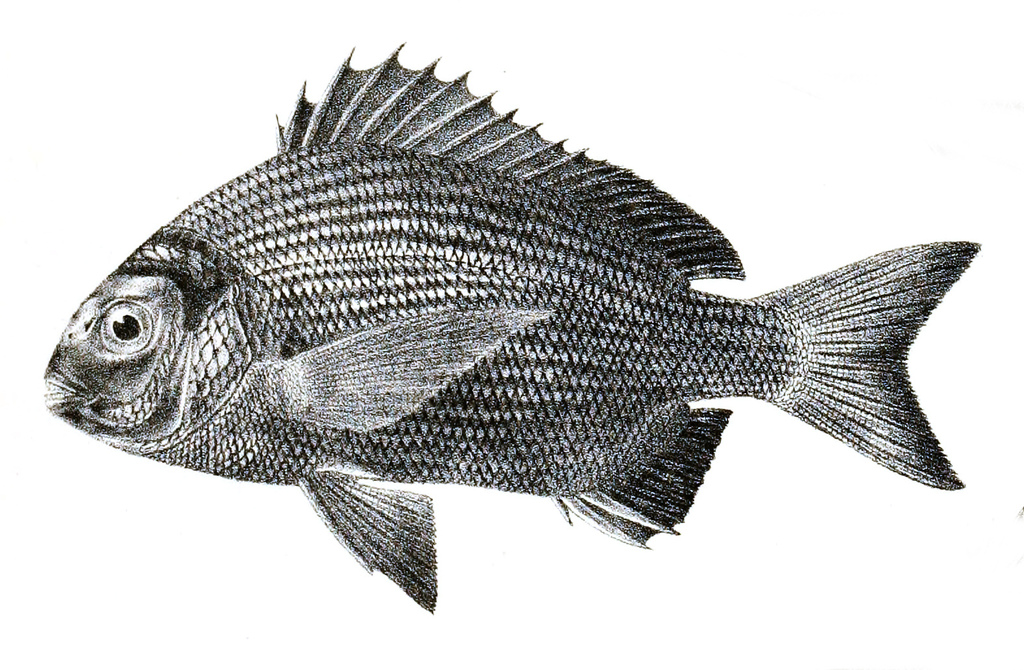 Crenidens indicus