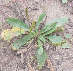 Plantago depressa