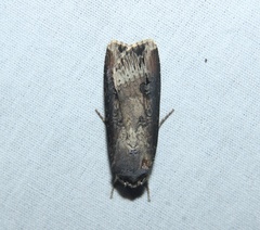 Agrotis ipsilon