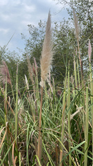 Cortaderia selloana