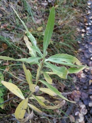 Cirsium arvense integrifolium