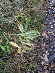 Cirsium arvense integrifolium