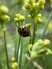 Harmonia conformis