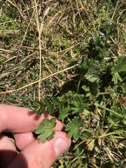 Geranium antrorsum
