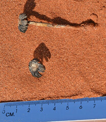 Montagnea arenaria