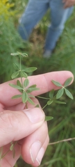 Galium obtusum