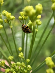 Harmonia conformis