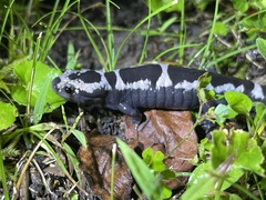 Ambystoma opacum