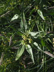 Euphorbia davidii