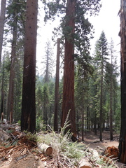 Sequoiadendron giganteum