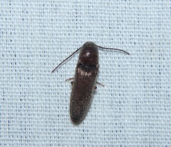 Dipropus simplex