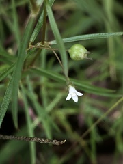 Scleromitrion brachypodum
