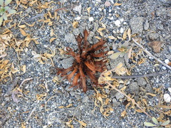 Aphyllon californicum