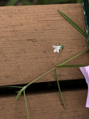 Scleromitrion brachypodum