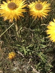 Xerochrysum subundulatum