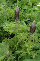Pedicularis atropurpurea