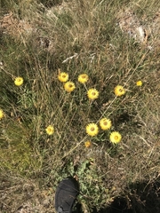 Xerochrysum subundulatum