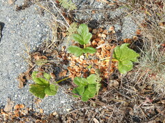 Glehnia littoralis