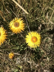 Xerochrysum subundulatum