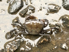 Geothelphusa eucrinodonta