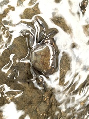 Geothelphusa eucrinodonta