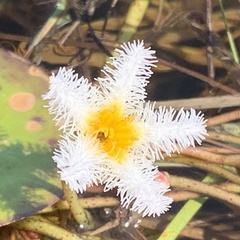 Nymphoides senegalensis image