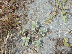 Ambrosia chamissonis