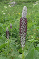 Pedicularis atropurpurea