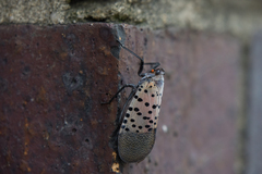 Lycorma delicatula