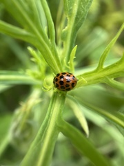 Harmonia conformis