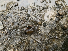 Geothelphusa eucrinodonta