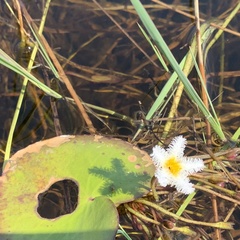 Nymphoides senegalensis image