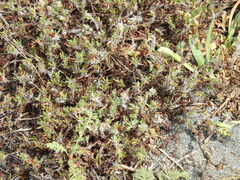 Polygonum paronychia