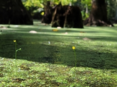 Utricularia gibba