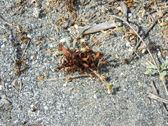 Aphyllon californicum